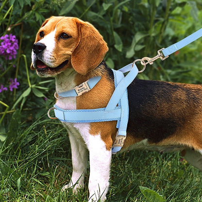 Customized Dog Matching Collar Harness Leash Set - My Puppy Fresh
