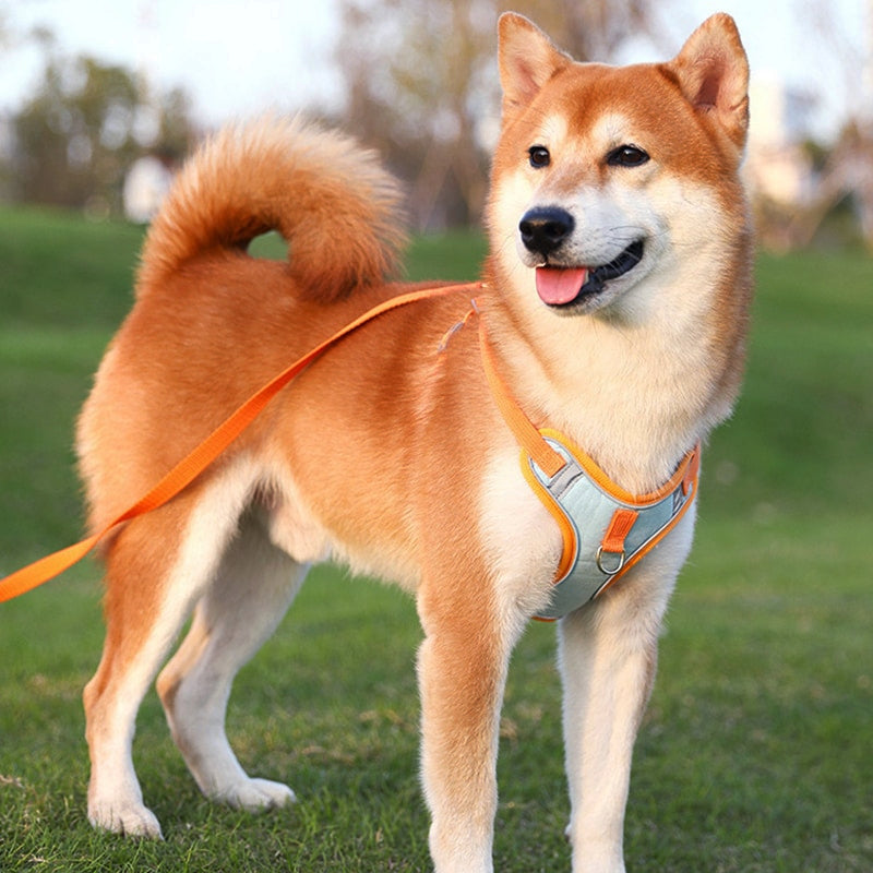 Charming Reflective Dog Harness - My Puppy Fresh