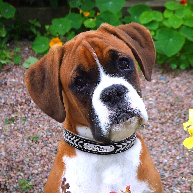 Braided Custom Leather Dog Collars - My Puppy Fresh